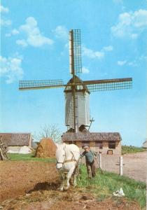 Horses. In Holland Land of Windmills Nie modern Hollad PC. Continentl size