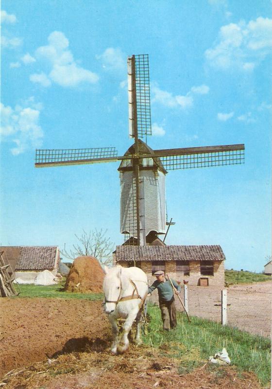 Horses. In Holland Land of Windmills Nie modern Hollad PC. Continentl size