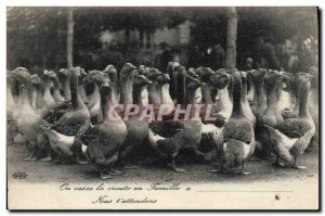 Old Postcard Geese family in the crust is broken