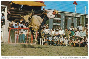 Canada Brahma Bull Riding Calgary Stampede Calgary Alberta