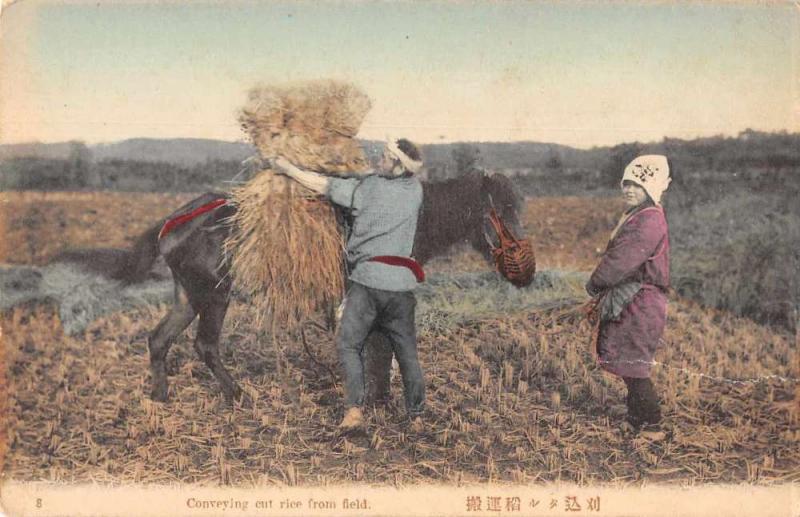 Japan Conveying Cut Rice from Field Antique Postcard J76296