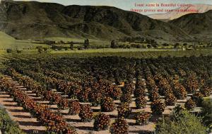 CA, California  ORANGE GROVES & Snowy Mountains  AGRICULTURE  c1910's Postcard