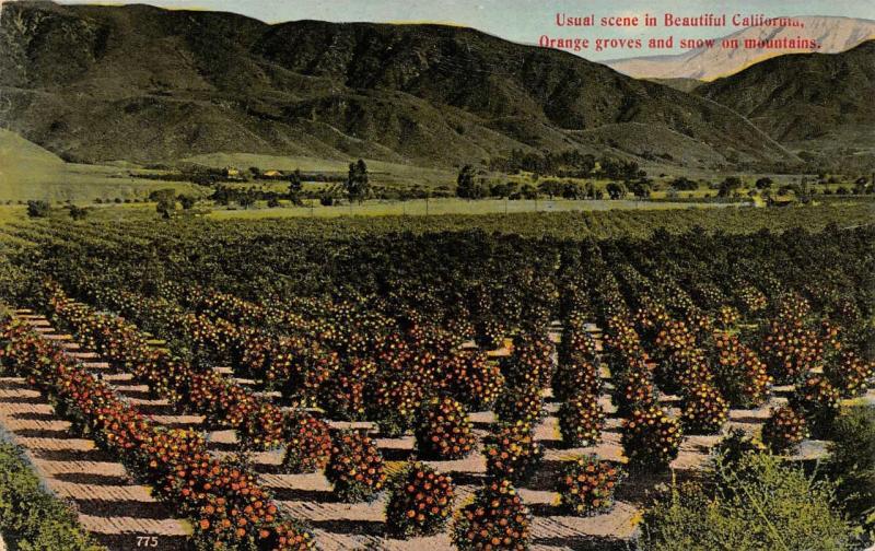 CA, California  ORANGE GROVES & Snowy Mountains  AGRICULTURE  c1910's Postcard