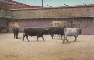 Spanish Bullfighting Bulls Camp Before Enter Arena Old Postcard