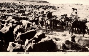 Texas Acres Of Beef Real Photo