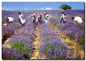 Postcard Modern picking lavender