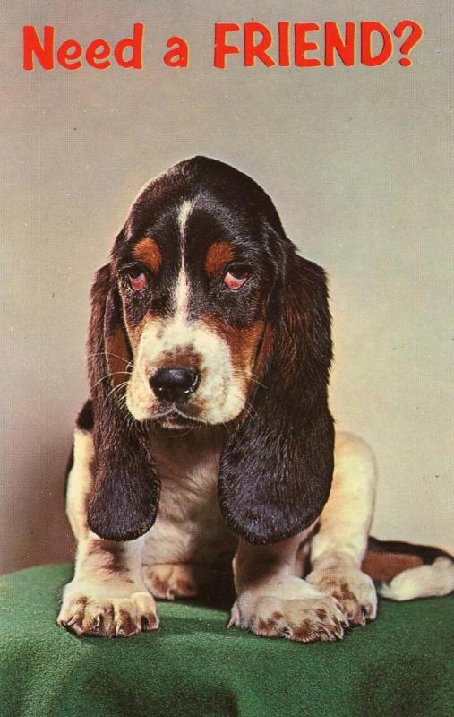 A Bloodhound