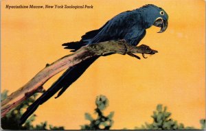 Vtg Hyacinthine Macaw New York Zoological Park New York City NY Linen Postcard