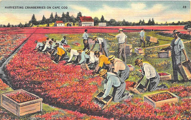 Cape Cod MA Harvesting Cranberries Workers 1946 Linen Postcard 