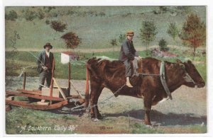 Ox Sled A Southern Tally Ho USA 1910c postcard