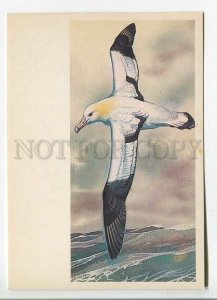 479588 USSR 1985 Red Book protected animals Gorbatov bird white-backed albatross