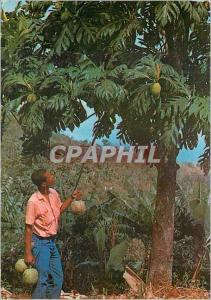 Modern Postcard Martinique Tree has bread and fruit (fruit bread)