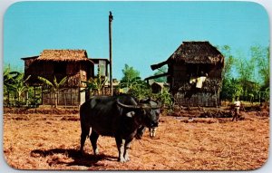 VINTAGE POSTCARD HUTS AND CARABAO BEASTS THE WORKHORSE OF THE PHILLIPINES