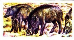 Brooke Bond Trade Card Asian Wildlife No 47 Indian Wild Pig