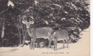 Maine Deer and Fawn In The Maine Woods