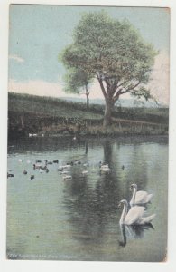 P2569 old postcard the pond rouken glen glasgow scotland swans etc view unused