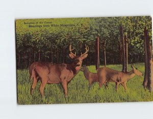Postcard Beauties of the Forest, Greetings from White Mountains, New Hampshire