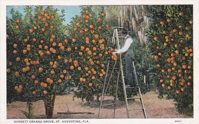 Florida St Augustine Garnett Orange Grove Curteich