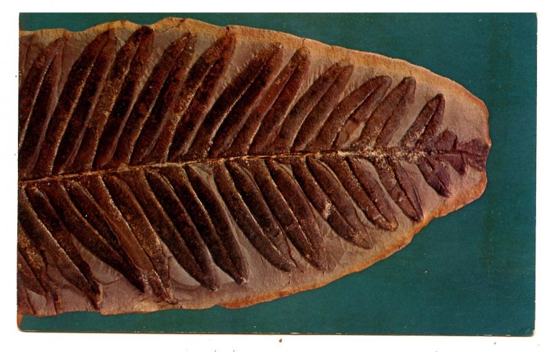 Fossil Leaves