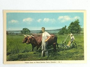 Vintage Postcard 1930's Yoked Oxen on Nova Scotian Farm Canada Cutting Grass