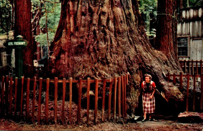 California Santa Cruz County Henry Cowell Redwoods State Park General Fremont...