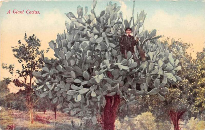 Giant Cactus, man standing on branch of Cactus