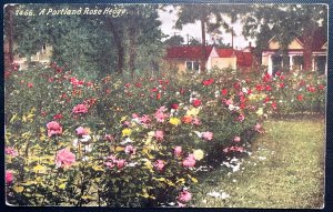 Vintage Postcard 1907-1915 A Portland Rose Garden, Oregon