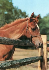 Horse at the fence Nice modern Italian photo postcard