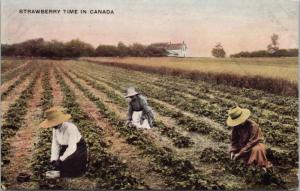 Strawberry Time In Canada Women Picking in Fields Unused Postcard E30