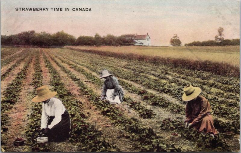Strawberry Time In Canada Women Picking in Fields Unused Postcard E30