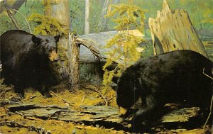 Bear Post Card Black Bears Saskatchewan Museum of Natural History 1980