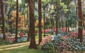 Vintage Postcard Oriental Gardens Flowers & Big Trees Park Jacksonville Florida