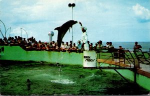 Florida Marineland Jumping Porpoise At Feeding Time 1956