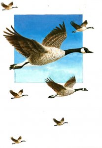 Canada Goose Flying Geese