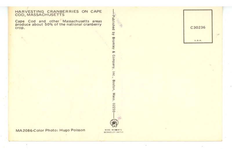 MA - Cape Cod. Harvesting Cranberries