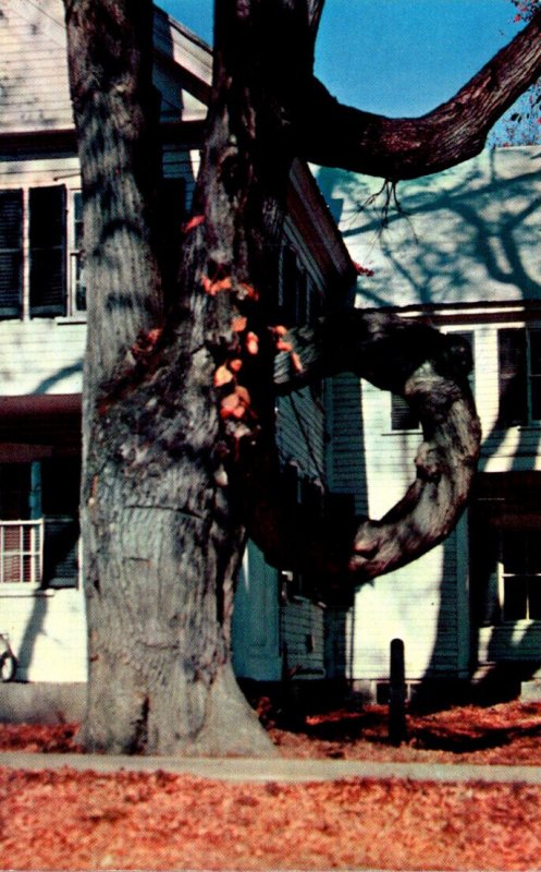 Maine Fryeburg The Famous Doughnut Tree