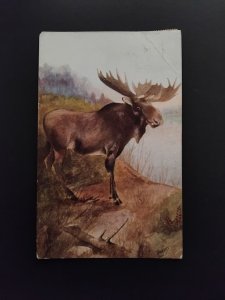 American Moose coloured POSTCARD 1917 with Australian 1917 one penny stamp