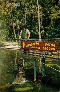 FL, Homosassa, Florida, Alligator Feeding, Florida Natural Color No. 134596