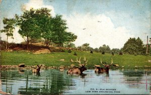 New York Zoological Park Elk Bathing