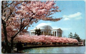 M-59118 Jefferson Memorial with Blooming Cherry Trees Washington D C