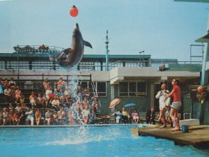 Dolphins Performing on Clacton Pier  Essex Vintage Postcard 1970s