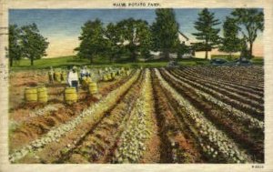 Potato Farm - Misc, Maine ME Postcard