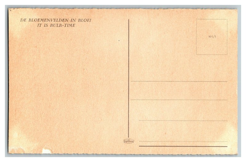 Postcard It Is Bulb-Time De Bloemenvelden In Bloei Vintage Standard View Card #2 