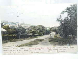 Botanic Garden Road Berea South Africa Vintage Antique Postcard 1905