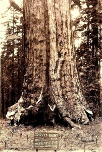 Lot of 2 Vintage Post Cards RPPC Yosemite CA Grizzly Giant Mariposa Grove P76