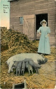 c1910 Pig Postcard; Raisiing Hogs in the West, Pretty Lady, Sow Suckling Piglets