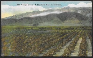 Orange Groves in Winter California Unused c1910s