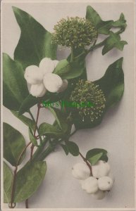 German Postcard - Nature - Flowers and Plants Ref.RS30638