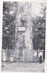 Florida Longwood Big Tree Park The Oldest and Largest Cypress Tree In The U S A