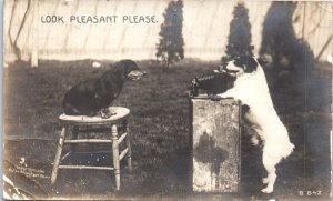 1906 Look Pleasant Please Two Dogs Anthropomorphic Rotograph Real Photo Postcard